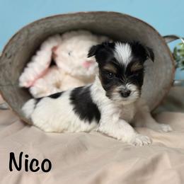 Nico - Black tan and white male Biewer Terrier puppy in Cartersville, Georgia from Alpha Tiny Paws