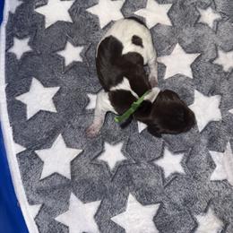 Boy 1 - White and liver male German Shorthaired Pointer puppy in Macclenny, Florida from Steven & Melissa’s pointer