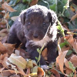 Green Collar Male - Blue merle male Aussiedoodle puppy in Parma, Idaho from Arena Valley Acres