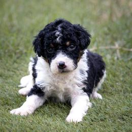 Mario - Black tri-color male Aussiedoodle puppy in Jacksonville, Florida from Lolo’s Aussiedoodle