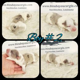 Boy 2 - Blue merle and white male American Corgi puppy in Natchitoches. La, Louisiana from Bleu Bayou Corgis