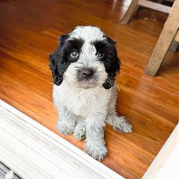 Pepper Roan - Black and chalk male Australian Labradoodle puppy in Wamego, Kansas from Doodles of Oz