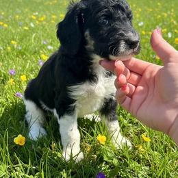 Baby - Parti female Poodle puppy in Washington, Pennsylvania from Patriotic Poodles
