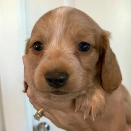 AKC Girl 1 - Red female Dachshund puppy in Bolivar Peninsula, Texas from A and G Dachsunds