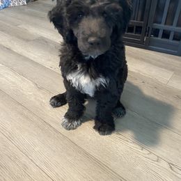 Portuguese Water Dog Puppies from PEJA PWDs