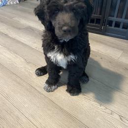 Portuguese Water Dog Puppies from PEJA PWDs