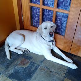 Ruby - Labrador Retriever