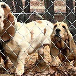 Hank - Basset Hound