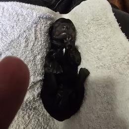 Snowflake - Black and tan female Dachshund puppy in Oklahoma City, Oklahoma from Hamm Weenies  AKC (Dachshunds)