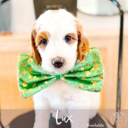 Lux - Cream male Goldendoodle puppy in Mahomet, Illinois from Jordan Family Doodles
