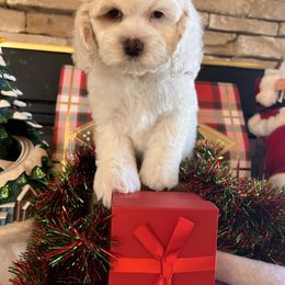 Zara - Blue roan female Cockapoo puppy in Connersville, Indiana from MoonShine Babies