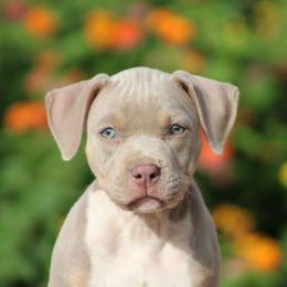 Bubbles - Blue female American Pit Bull Terrier puppy in Macon, Georgia from Mythos K9s