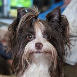 Mercedes - Yorkshire Terrier