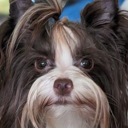 Mercedes - Yorkshire Terrier