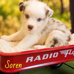 Soren - Red merle male Miniature Australian Shepherd puppy in Macomb, Missouri from Faunus Farms and Aussies