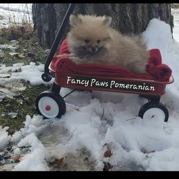 Pomeranian Puppies from Fancy Paws Pomeranian