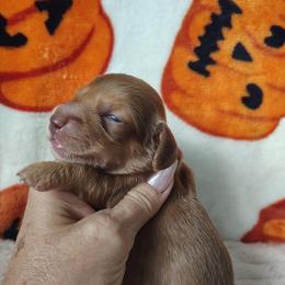 Boy 2 - Red male Dachshund puppy in Clayton, Indiana from Love Struck Miniature Dachshunds