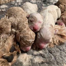 Bernedoodle and Goldendoodle Puppies from Colorado Springs Doodles
