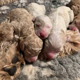 Bernedoodle and Goldendoodle Puppies from Colorado Springs Doodles
