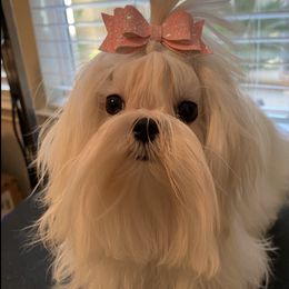 Maltese All Grown Up from A Maltese 4U