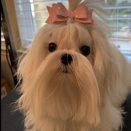 Maltese All Grown Up from A Maltese 4U