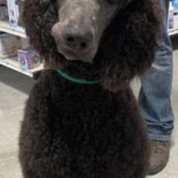 Poodles from Blue Paws Kennel