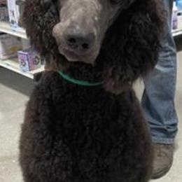 Poodles from Blue Paws Kennel