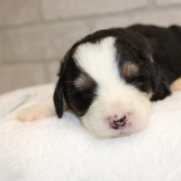 Light blue Female - Tri-color female Bernedoodle puppy in Mississippi from Ewing Acres