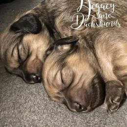 Dachshund Puppies from Legacy Lane Dachshunds