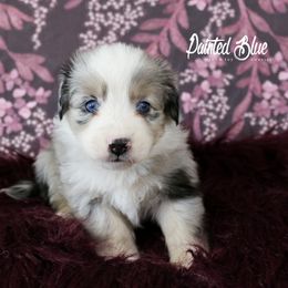 Australian Shepherd, Miniature American Shepherd, Miniature Australian Shepherd, and Toy Australian Shepherd Puppies from Painted Blue Aussies