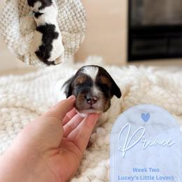 Prince - Phantom male Goldendoodle puppy in California City, California from Summer Sun Doodles