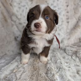 Han Solo - Red tri male Miniature Australian Shepherd puppy in Bend, Oregon from Wonderland Aussies