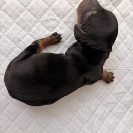 Dachshund Puppies from Teenie Tiny Dachshunds