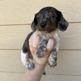 Slate - Dapple male Dachshund puppy in Purmela, Texas from FLYING L Dachshund Academy