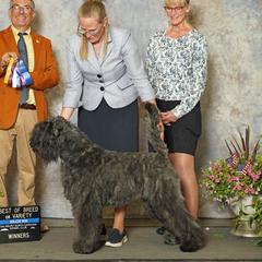 Maddie - Bouvier des Flandres