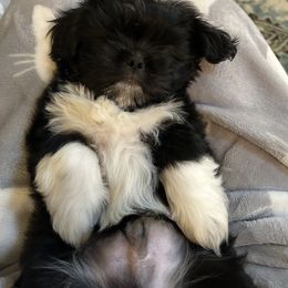 Shih Tzu Puppies from Precious to the world Shih Tzu’s