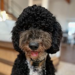 Bernedoodles from Palmer's Puppies
