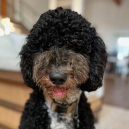 Bernedoodles from Palmer's Puppies