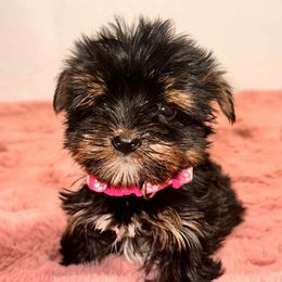 Bitsy - Black and tan female Yorkshire Terrier puppy in Denver, Colorado from Melrey's paws