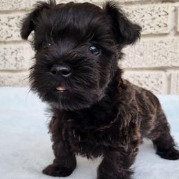 Boy 3 - Salt and pepper male Miniature Schnauzer puppy in Crestview, Florida from Mert's Creek Miniature Schnauzers