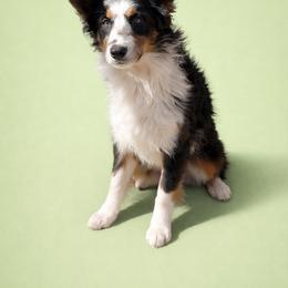 ShowMe's Got Bad Habits - Tex - Blue merle male Miniature Australian Shepherd puppy in Oronogo, Missouri from Dutton's Show Me Farms