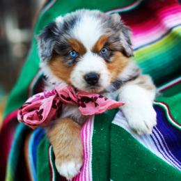 Girl 2 - female Australian Shepherd puppy in Paola, Kansas from Tiz Ranch
