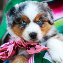 Girl 2 - female Australian Shepherd puppy in Paola, Kansas from Tiz Ranch