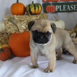 Quincy - Fawn female Pug puppy in Tuscola, Illinois from Dream on puppies