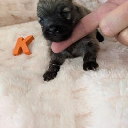 K - Orange sable male Pomeranian puppy in Cocoa, Florida from Pom Coast Pomeranians