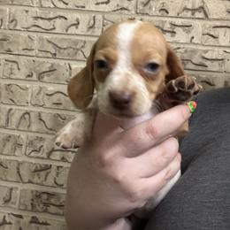Sugar - Piebald female Dachshund puppy in Athens, Texas from County Road Puppies