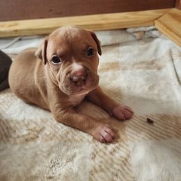 Boy 2 - Red American Pit Bull Terrier puppy in Glen Burnie, Maryland from Blue Antics
