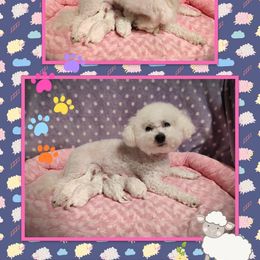 Bichon Frise Puppies from The Blessed Bichons