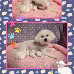 Bichon Frise Puppies from The Blessed Bichons