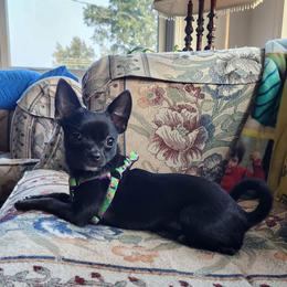 Chihuahua Puppies from Sophia Jade's Chi Brigade